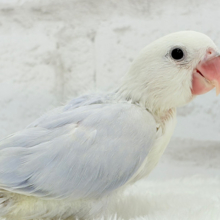 【最新画像更新🪄】柔らかいパープル🫧コザクラインコ(パリドオパーリンバイオレット) ヒナ
