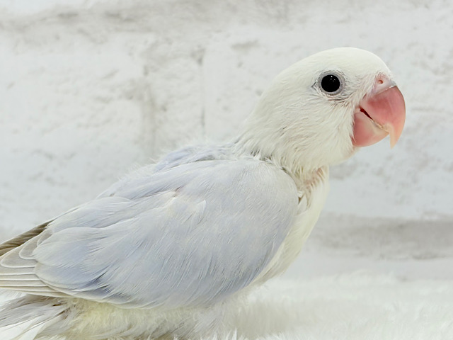 【最新画像更新🪄】柔らかいパープル🫧コザクラインコ(パリドオパーリンバイオレット) ヒナ