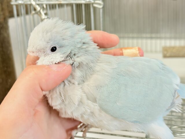 オキナインコ