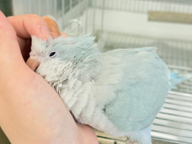 オキナインコ