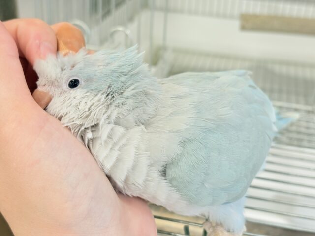 オキナインコ