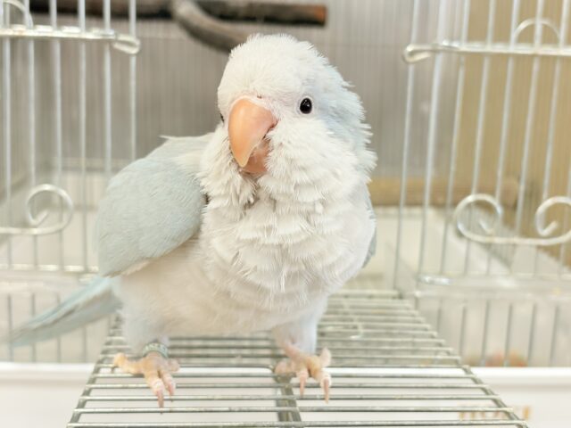 オキナインコ