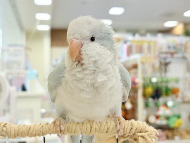 オキナインコ