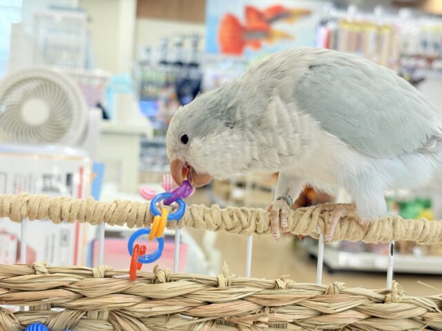 オキナインコ