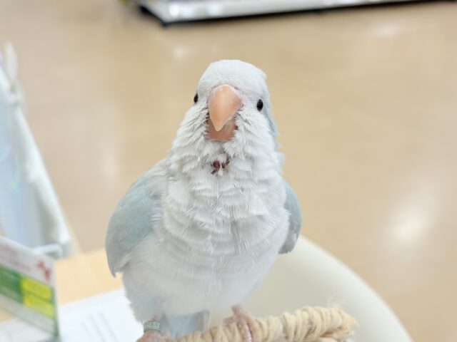 オキナインコ