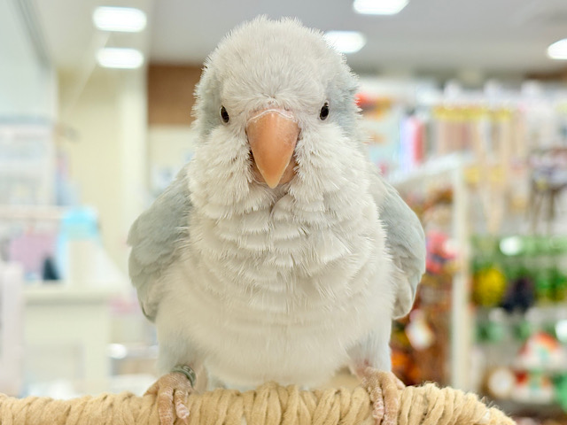 【最新画像更新🪄ひとり餌になりました！】満たされたら〜、ねむねむモード〜｡oOオキナインコ(ブルーパリド) ヒナ