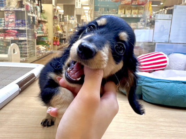 カニンヘンダックス