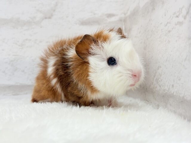 アビシニアンモルモット