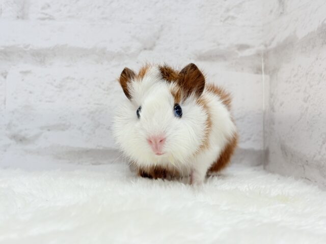 アビシニアンモルモット