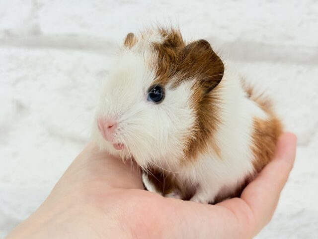 アビシニアンモルモット