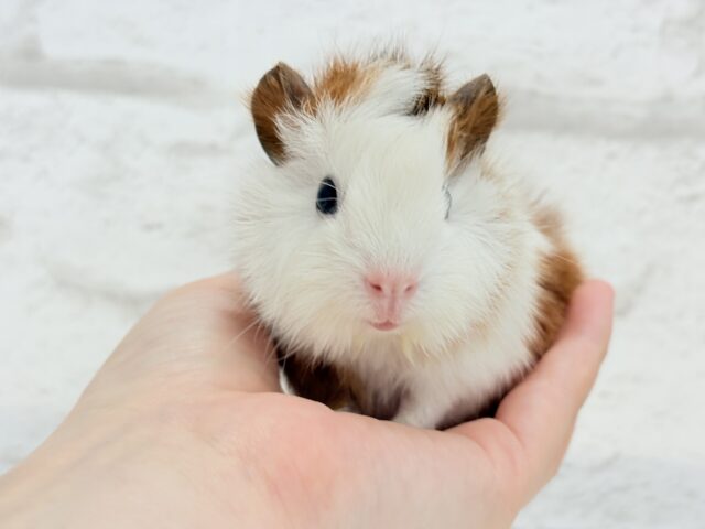 アビシニアンモルモット