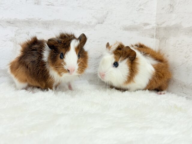 アビシニアンモルモット