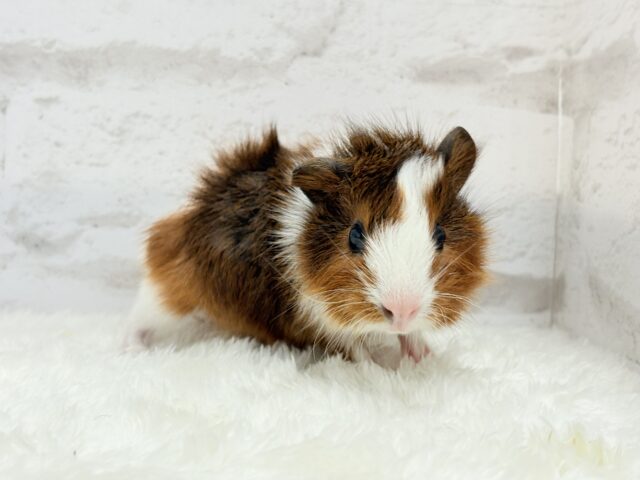 アビシニアンモルモット