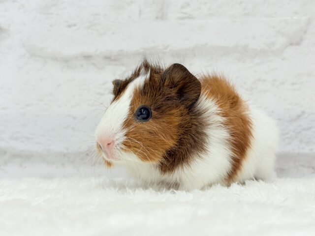 アビシニアンモルモット