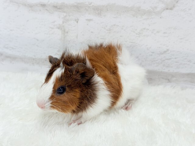 アビシニアンモルモット