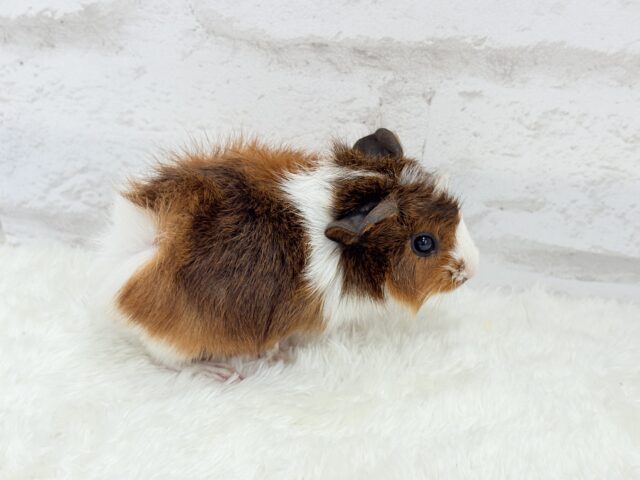 アビシニアンモルモット