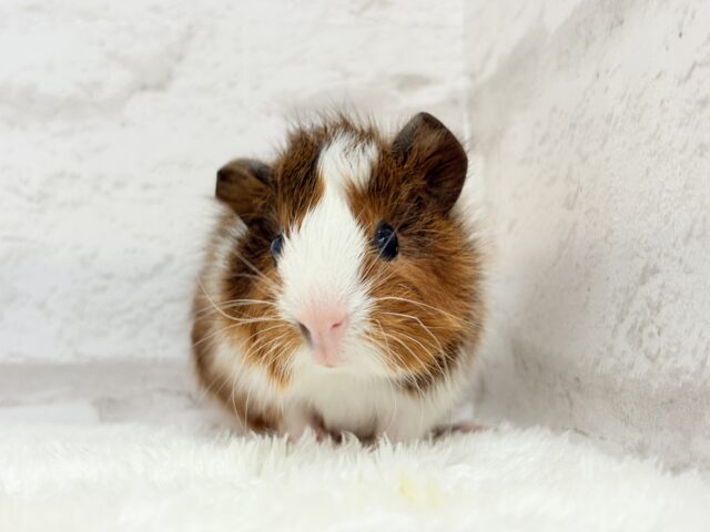 アビシニアンモルモット