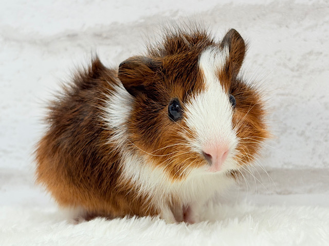 美男子♡アビシニアンモルモット(男の子)