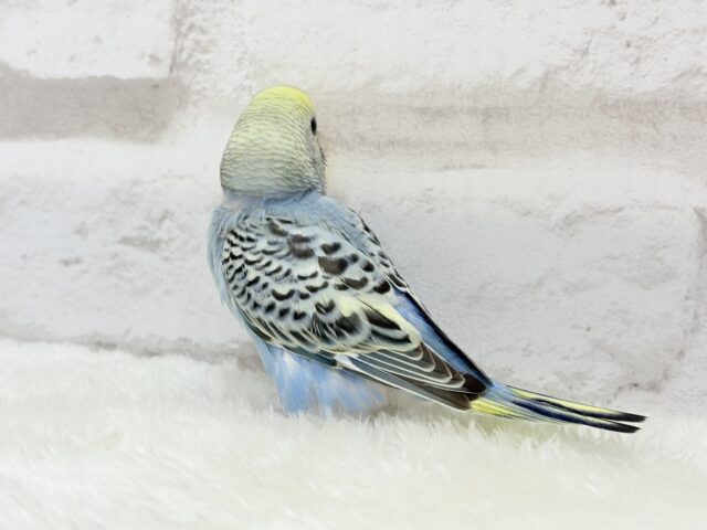 【最新画像更新🪄】気分は常夏🏖🍹セキセイインコ(レインボー) ヒナ セキセイインコ
