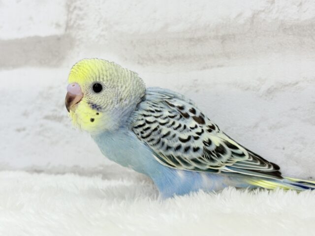 【最新画像更新🪄】気分は常夏🏖🍹セキセイインコ(レインボー) ヒナ セキセイインコ