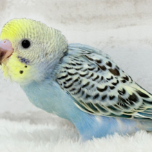 【最新画像更新🪄】気分は常夏🏖🍹セキセイインコ(レインボー) ヒナ