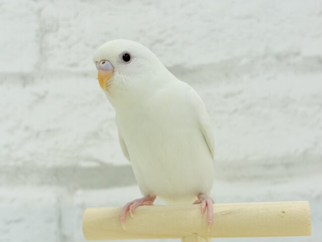 【最新画像更新🪄もうすぐひとり餌☆】キレイな瞳に映る世界は🌎🫧セキセイインコ(アルビノ) ヒナ セキセイインコ