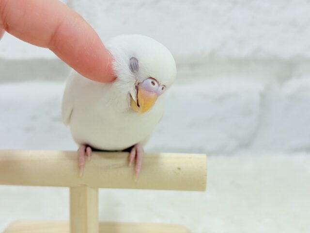 【最新画像更新🪄もうすぐひとり餌☆】キレイな瞳に映る世界は🌎🫧セキセイインコ(アルビノ) ヒナ セキセイインコ