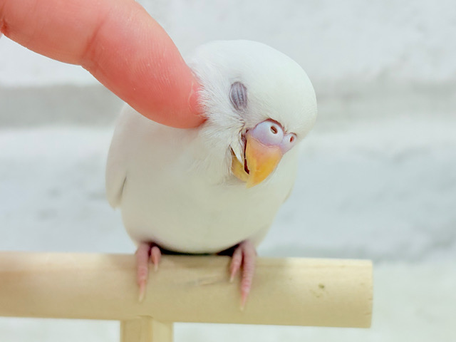 【最新画像更新🪄もうすぐひとり餌☆】キレイな瞳に映る世界は🌎🫧セキセイインコ(アルビノ) ヒナ 【最新画像更新🪄もうすぐひとり餌☆】キレイな瞳に映る世界は🌎🫧セキセイインコ(アルビノ) ヒナ