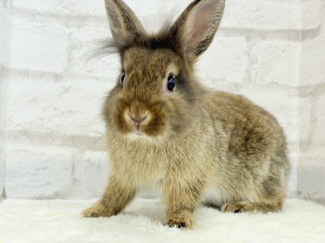 ライオンラビット