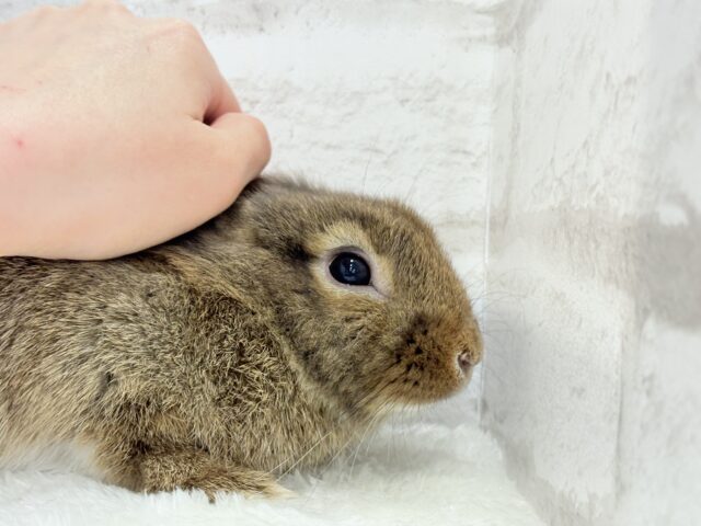 ライオンラビット