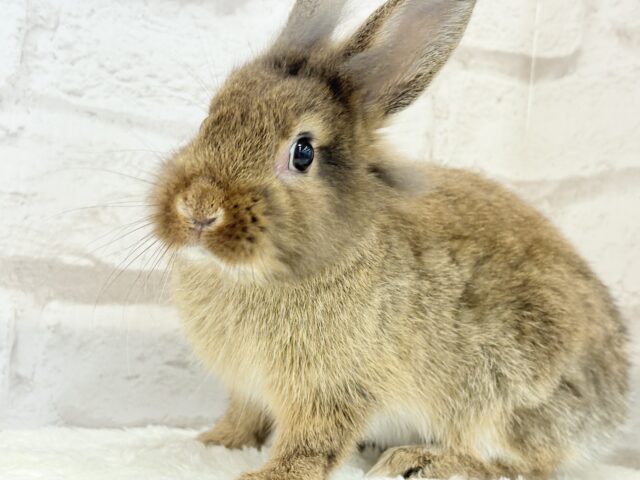 ライオンラビット