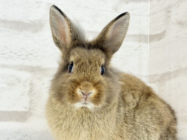 ライオンラビット