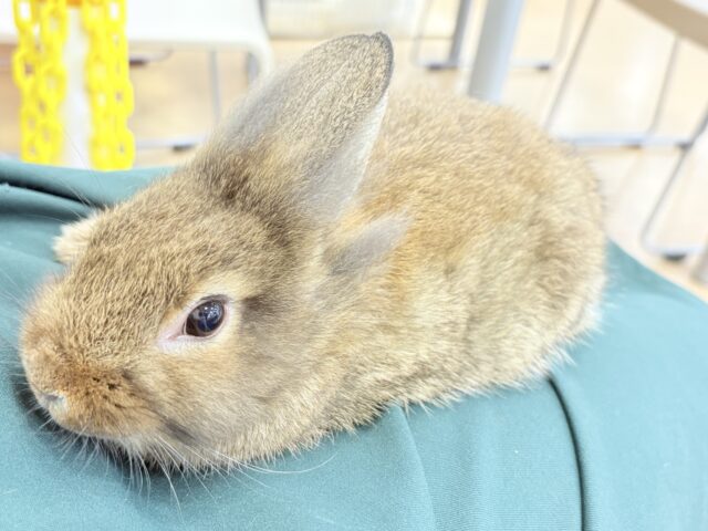 ライオンラビット