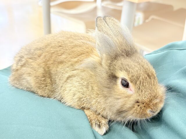 ライオンラビット