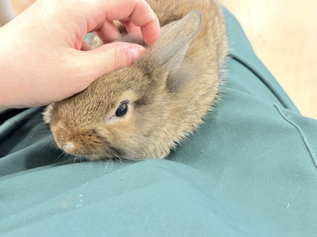 ライオンラビット