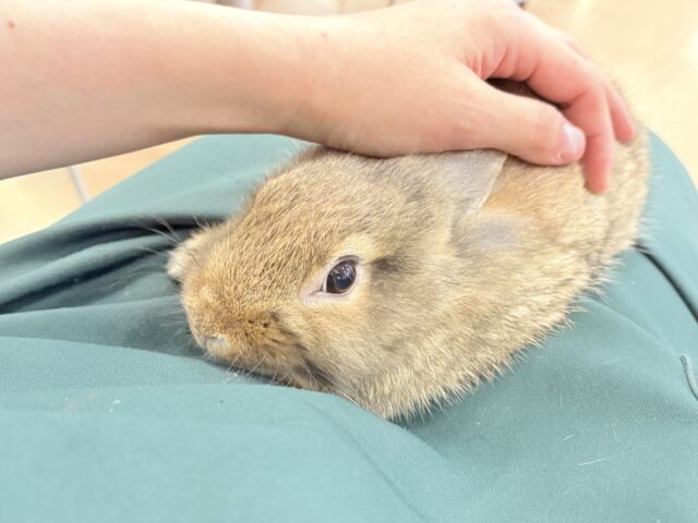 ライオンラビット