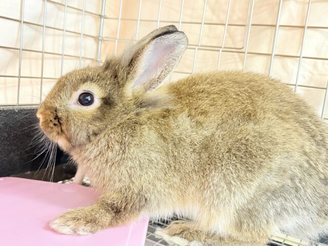 ライオンラビット