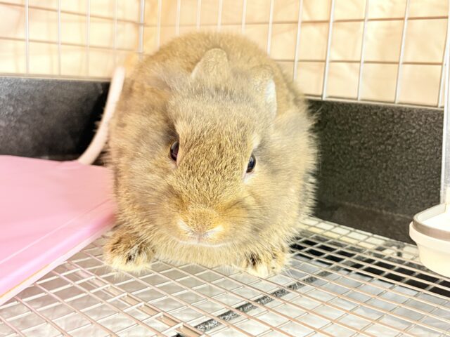 ライオンラビット