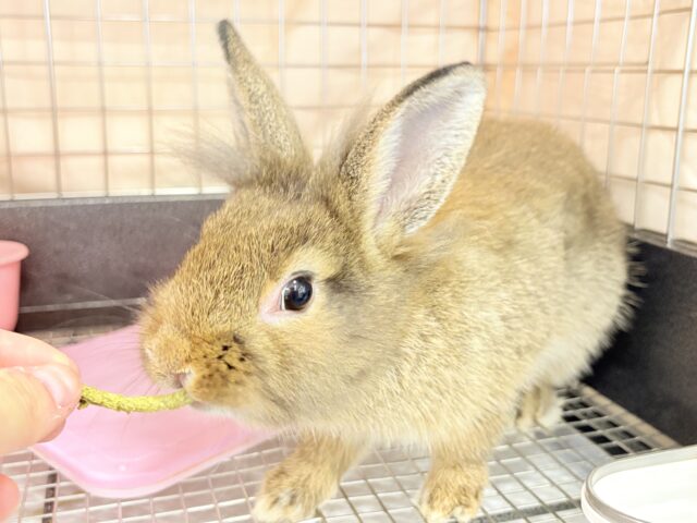 ライオンラビット