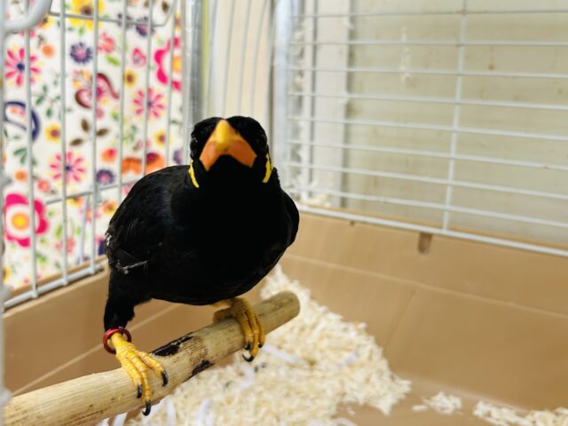 九官鳥の「キューちゃん」がやってきましたよ~🎵💛🎵💛 九官鳥(キュウカンチョウ)