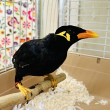 九官鳥の「キューちゃん」がやってきましたよ～🎵💛🎵💛