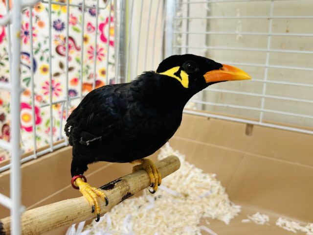 九官鳥の「キューちゃん」がやってきましたよ~🎵💛🎵💛 九官鳥(キュウカンチョウ)