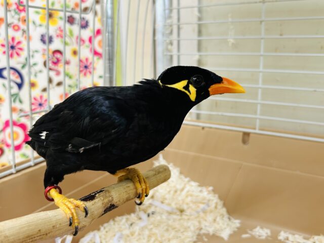 九官鳥の「キューちゃん」がやってきましたよ~🎵💛🎵💛 九官鳥(キュウカンチョウ)