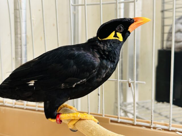 九官鳥の「キューちゃん」がやってきましたよ~🎵💛🎵💛 九官鳥(キュウカンチョウ)