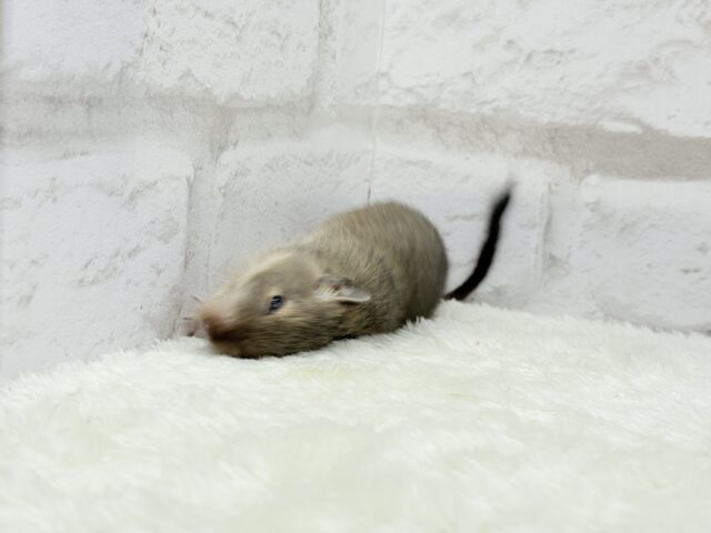 【動画更新🪄】元気いっぱいプリティーフェイス🐭💖デグー(ブルー) 女の子 デグー