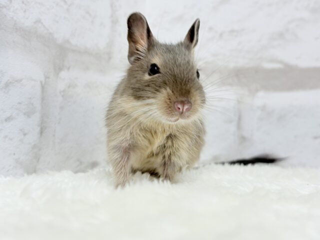 【動画更新🪄】元気いっぱいプリティーフェイス🐭💖デグー(ブルー) 女の子 デグー