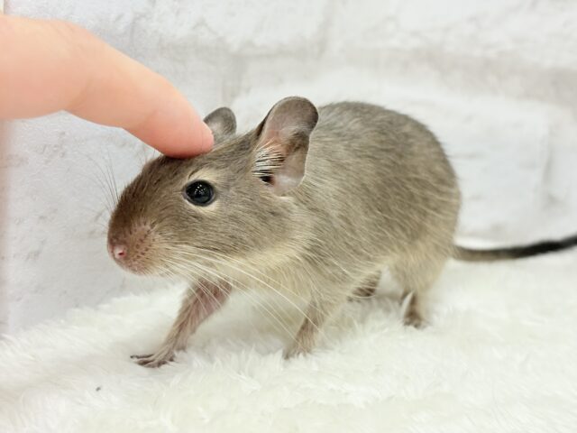 【動画更新🪄】元気いっぱいプリティーフェイス🐭💖デグー(ブルー) 女の子 デグー