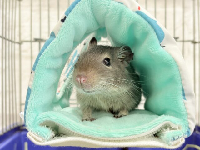 【動画更新🪄】元気いっぱいプリティーフェイス🐭💖デグー(ブルー) 女の子 デグー