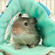 【動画更新🪄】元気いっぱいプリティーフェイス🐭💖デグー(ブルー) 女の子
