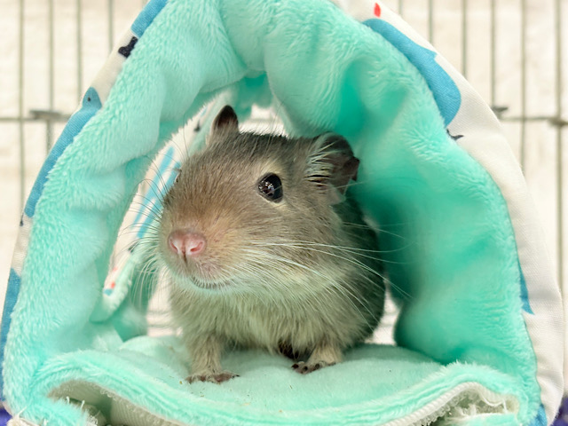 【動画更新🪄】元気いっぱいプリティーフェイス🐭💖デグー(ブルー) 女の子 【動画更新🪄】元気いっぱいプリティーフェイス🐭💖デグー(ブルー) 女の子